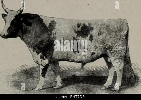 . Biggle livre vache ; vieux temps et vache moderne de moûts concentrés, et enregistré pour le bénéfice de l'homme. Les vaches. Races. 15. BULL d'Ayrshire. L'origine, le Danemark, l'Allemagne parfois tout rouge ou brun ; quelquefois, noir et blanc. Une ancienne race. Elle a été appelée " le loyer- payeur." Cette vache est robuste. Ses admirateurs qu'elle va produire une plus grande quantité de bon lait pour la nourriture consommée que toute autre race. Elle est classée comme une vache fromage beurre plutôt que comme une vache, mais aussi un bon beurre bouilloire. Une belle Ayrshire est indiqué sur la plaque de couleur III. De nombreux, Holstein. Holland. Poids Banque D'Images