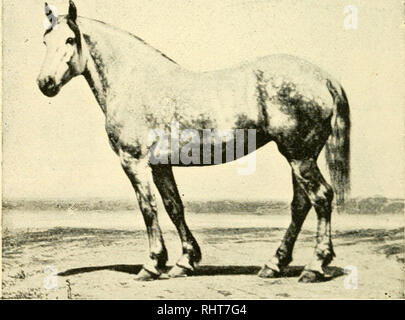 . Biggle livre cheval : a concise et pratique traité sur le cheval : adopté aux besoins des agriculteurs et d'autres qui ont un respect pour ce noble serviteur de l'homme. Les chevaux. 22 LES DIFFÉRENTES RACES. difficulté. Le Hackney a réalisé quelques enregistrements sous forme de trotter, et son courage et l'intelligence font de lui un aristocrate parmi les chevaux. Juste à l'heure actuelle, le mode de la mode semble avoir fait son chemin, et probablement la moitié des chevaux exposés dans les grands spectacles de chevaux du pays sont Hackneys. Leur construction compacte, les yeux lumineux et haut les quadrilatères recherchée pour les charrettes et location Banque D'Images