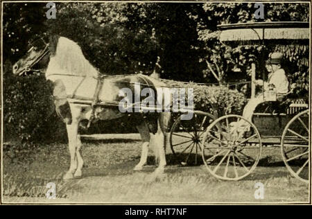 . Biggle livre cheval : a concise et pratique traité sur le cheval. Chevaux ; Chevaux ; équitation ; CHR 1895 ; PRO Dickson, Anna (donateur) ; PRO Dickson, Agnes (donateur). 28 LES DIFFÉRENTES RACES. Ils portent un homme adulte, mais la difficulté est de trouver un bon endroit pour les pieds du conducteur. Mais ils sont juste adapté au garçon et fille. Un enfant aura plus de plaisir, le développement physique, la santé et l'érismature rousse au pouce carré avec un poney, que de toute autre manière. L'enfant qui a un poney devrait être enseigné aux soins pour elle. De cette façon, le petit garçon ou fille peut prendre au bon sens, et cette connaissance de la façon de faire e Banque D'Images