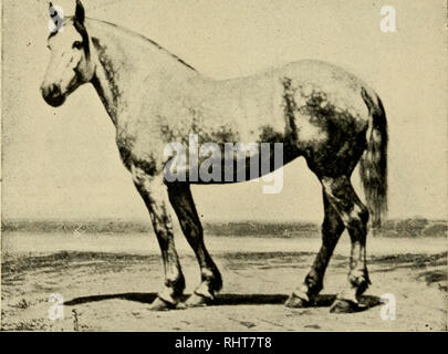 . Biggle livre cheval : a concise et pratique traité sur le cheval. Chevaux ; Chevaux ; équitation ; CHR 1895 ; PRO Dickson, Anna (donateur) ; PRO Dickson, Agnes (donateur). 22 LES DIFFÉRENTES RACES. difficulté. Le Hackney a réalisé quelques enregistrements sous forme de trotter, et son courage et l'intelligence font de lui un aristocrate parmi les chevaux. Juste à l'heure actuelle, le mode de la mode semble avoir fait son chemin, et probablement la moitié des chevaux exposés dans les grands spectacles de chevaux du pays sont Hackneys. Leur construction compacte, les yeux lumineux et haut les quadrilatères recherchée pour les charrettes et les voitures des riches. Banque D'Images