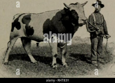 . Biggle ; livre de la vache. Vache. [From old catalog]. Parfois, tous les rouges ou brunes ; quelquefois, noir et blanc. Une ancienne race. Elle a été appelée " le loyer- payeur." Cette vache est robuste. Ses admirateurs qu'elle va produire une plus grande quantité de bon lait pour la nourriture consommée que toute autre race. Elle est classée comme une vache fromage beurre plutôt que comme une vache, mais aussi un bon beurre bouilloire. Une belle Ayrshire est indiqué sur la plaque de couleur III. De nombreux, Hollande. holstein-but, le lait, la couleur, le plus souvent noir et blanc. Une race noble. Le nom est un compromis, maintenant y compris le sang de plusieurs anciens Banque D'Images