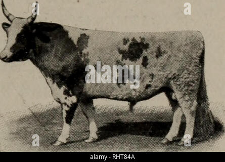 . Biggle ; livre de la vache. Vache. [From old catalog]. Races. 15. Parfois, tous les rouges ou brunes ; quelquefois, noir et blanc. Une ancienne race. Elle a été appelée " le loyer- payeur." Cette vache est robuste. Ses admirateurs qu'elle va produire une plus grande quantité de bon lait pour la nourriture consommée que toute autre race. Elle est classée comme une vache fromage beurre plutôt que comme une vache, mais aussi un bon beurre bouilloire. Une belle Ayrshire est indiqué sur la plaque de couleur III. De nombreux, Hollande. holstein-but, le lait, la couleur, le plus souvent noir et blanc. Une race noble. Le nom est un compromis, maintenant y compris le sang de sev Banque D'Images