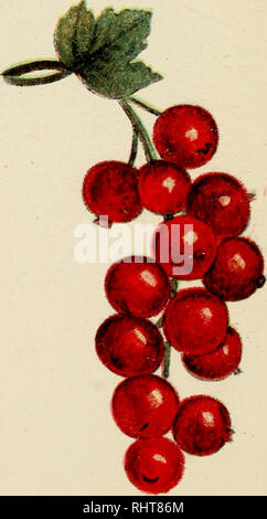 . Biggle berry livre ; petits fruits faits du bouton à la fort conservé dans une forme compréhensible. La culture de fruits. FAY. DUTCH ROUGE. Veuillez noter que ces images sont extraites de la page numérisée des images qui peuvent avoir été retouchées numériquement pour plus de lisibilité - coloration et l'aspect de ces illustrations ne peut pas parfaitement ressembler à l'œuvre originale.. Biggle, Jacob. Philadelphie, Wilmer Atkinson co. Banque D'Images