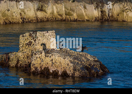 Les cormorans, les îles Farne, Northumberland, Angleterre Banque D'Images