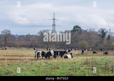 Ceinture les vaches avec de longs cheveux caractéristique et manteau ceinture blanche large, une race traditionnelle écossaise de bovins à viande dans un champ en Wisley, Surrey Banque D'Images