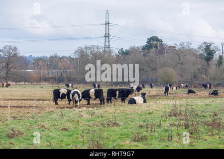 Ceinture les vaches avec de longs cheveux caractéristique et manteau ceinture blanche large, une race traditionnelle écossaise de bovins à viande dans un champ en Wisley, Surrey Banque D'Images