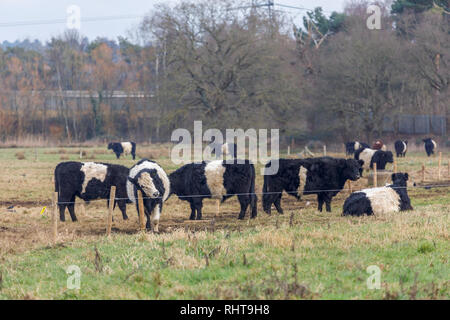 Ceinture les vaches avec de longs cheveux caractéristique et manteau ceinture blanche large, une race traditionnelle écossaise de bovins à viande dans un champ en Wisley, Surrey Banque D'Images