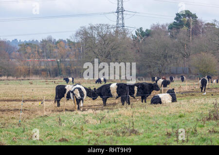 Ceinture les vaches avec de longs cheveux caractéristique et manteau ceinture blanche large, une race traditionnelle écossaise de bovins à viande dans un champ en Wisley, Surrey Banque D'Images