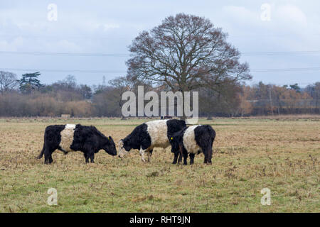 Ceinture les vaches avec de longs cheveux caractéristique et manteau ceinture blanche large, une race traditionnelle écossaise de bovins à viande dans un champ en Wisley, Surrey Banque D'Images