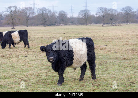 Ceinture les vaches avec de longs cheveux caractéristique et manteau ceinture blanche large, une race traditionnelle écossaise de bovins à viande dans un champ en Wisley, Surrey Banque D'Images