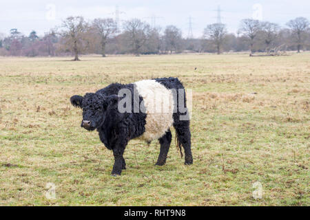 Ceinture les vaches avec de longs cheveux caractéristique et manteau ceinture blanche large, une race traditionnelle écossaise de bovins à viande dans un champ en Wisley, Surrey Banque D'Images