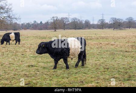 Ceinture les vaches avec de longs cheveux caractéristique et manteau ceinture blanche large, une race traditionnelle écossaise de bovins à viande dans un champ en Wisley, Surrey Banque D'Images