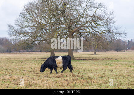 Ceinture les vaches avec de longs cheveux caractéristique et manteau ceinture blanche large, une race traditionnelle écossaise de bovins à viande dans un champ en Wisley, Surrey Banque D'Images