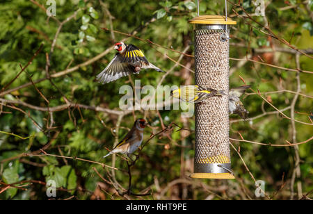 Siskin Carduelis spinus () sur une mangeoire à se quereller avec un chardonneret élégant (Carduelis spinus) en vol vol avec les ailes ouvertes dans un jardin à Surrey, au sud-est de l'Angleterre en hiver Banque D'Images