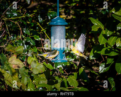 Deux Européens greenfinches (Carduelis chloris), un en vol avec les ailes déployées, les querelles et les combats sur une mangeoire dans un jardin à Surrey, Angleterre du Sud-Est, Royaume-uni en hiver Banque D'Images