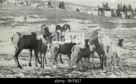 . Rapport biennal, Montana Game and Fish Commission, État du Montana. Le Montana Fish and Game Commission ; protection ; Jeu de conservation de la faune ; la pêche. situé dans les contreforts nord-ouest de Augusta, a passé l'hiver jusqu'à 3 000 têtes de wapitis au cours de la période. Fourrage adéquat et d'un manque de neige dans ce domaine important a représenté un facteur important dans l'impo ; le maintien de ce grand et important troupeau de wapitis. Cela a été très clairement démontré au cours de l'hiver lorsque les précipitations anormalement et gravement en croûte de neige dans l'arrière pays a des conditions d'hivernage pour le grand match extrêmement difficile à hig Banque D'Images