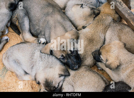 Chien de berger de race turque Kangal chiots élevage chien garde comme Banque D'Images