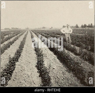 . Mieux les fruits. La culture de fruits. igii fruits mieux gi Page Oregon Agricultural College Le Collège agricole de l'Oregon est d'éminents parmi les institutions éducatives de l'A'est. Il est remarquable parce qu'il sert le peuple, par et pour qui il a été créé. Dignifies Les Industries l'agriculteur, l'ingénieur, le technicien, l'homme d'affaires, la femme au foyer, l'ouvrier-ce sont ses clients. Son entreprise est l'affaire du peuple-d'aider, d'inspirer, d'élever, d'accélérer à nouveau la vie industries fondamentales d'un grand et de plus en plus com- monwealth. Cours de licence. Les plantules d'Apple, Banque D'Images