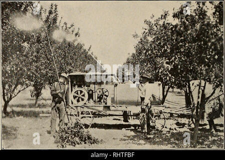 . Mieux les fruits. La culture de fruits. Page 34 février fruits mieux. Pulvérisation DANS UN DES MAGNIFIQUES VERGERS À Wenatchee Valley, Washington tente de contrôler, et qu'ils étaient, par conséquent, obligés d'exercer leur ingenu- ity dans une tentative de trouver une solution ; et. En effet, certains des remèdes utilisés lors de l'svipposed seize et sept- des centaines étaient très ingénieux. Parmi la grande variété de substances communes au début de l'essai de il serait étrange si quelques Araluable rem- edy n'avaient pas été trouvés ; et ainsi, en 1821, le soufre a été recommandé en fra- terres pour pêcher le mildiou, et le soufre est Banque D'Images