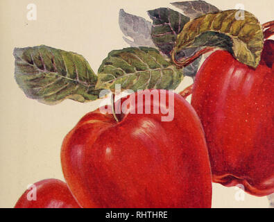 . Mieux les fruits. La culture de fruits. igii FRUITS MIEUX Peg'-' 55. Veuillez noter que ces images sont extraites de la page numérisée des images qui peuvent avoir été retouchées numériquement pour plus de lisibilité - coloration et l'aspect de ces illustrations ne peut pas parfaitement ressembler à l'œuvre originale.. Hood River, ou. Mieux , société d'édition de fruits Banque D'Images