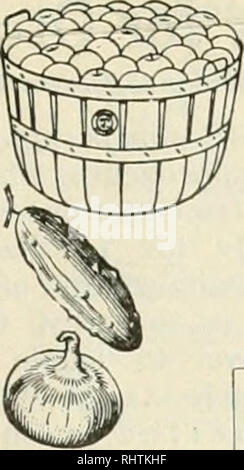 . Mieux les fruits. La culture de fruits. Mars, 1921 fruits mieux re 7 la maturité et la qualité des fruits peut être touchée par des vari- ations de bourgeon. De plus, mais les mutations peuvent se produire dans n'importe quelle partie de l'arbre, même s'il peut ne pas être directement évident dans les fruits. Sans aucun doute le plus grand nombre de mutations sont exposées par l'arbre. Mais en raison de leur moindre importance pratique, ils ont es- caped l'observation et de référence. Il était particulièrement utile de souligner ici que la productivité ou le rendement de l'arbre peut être déterminée dans de nombreux cas par des mutations de bourgeons. En ce qui concerne l'économique Banque D'Images