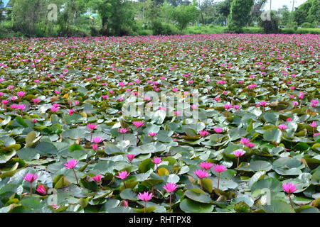 Ce site spectaculaire abrite des millions de fleurs de lotus et la bien nommée Lotus rouge Mer ou Talay Bua Daeng Banque D'Images