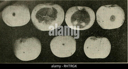 . Mieux les fruits. La culture de fruits. Page 4, septembre 1919 fruits mieux. Rots à partir de lésions mécaniques, ces dommages peuvent être éliminées objectif jugé vraiment jusqu'à ce qu'il est mangé et qu'il soit bon de manger tôt ou tard dans sa saison dépend de sa "qualité".- Examiner, ensuite, certains des facteurs qui influent sur la conservation de pommes-facteurs qui produisent les maladies de stockage. Il y a deux divisions générales des maladies de stockage : 1. Parasitaire, ou celles causées par des organismes tels que les bactéries et les champignons, ou des moules. 2. Les non-parasitaire, ou les "maladies physiologiques Banque D'Images