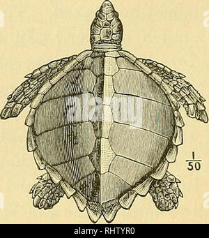 . Les Bermudes. Un compte de leurs paysages, le climat, les productions, la géographie physique, l'histoire naturelle et de géologie, avec des croquis de leur découverte et au début de l'histoire, et de l'évolution de la flore et de la faune en raison de l'homme. L'histoire naturelle. 284 A. E. Verrill-les Bermudes. 696 Il est probable que certaines des plus grandes cités par eux étaient des tortues caouannes, surtout qu'à leurs oeufs ont déclaré avoir été aussi grand que les oeufs d'oie, qui s'applique à cette espèce mieux que d'autres, car elle a le plus gros oeufs. Dans les Antilles et au Florida Keys il est parfois de très larg Banque D'Images