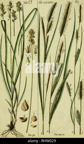 . Beschreibung und figure der theils theils noch nicht bekannten, beschriebenen Arten von Riedgräsern eigenen Beobachtungen und nach, vergrösserter Darstellung der chargement Theile. Cyperaceae carex ;. . Veuillez noter que ces images sont extraites de la page numérisée des images qui peuvent avoir été retouchées numériquement pour plus de lisibilité - coloration et l'aspect de ces illustrations ne peut pas parfaitement ressembler à l'œuvre originale.. Schkuhr, Christian, 1741-1811. Wittenberg Banque D'Images