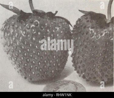 . Berry 1972 livre : Rayner bros. (^^etfjMte en grand, beau-LATE-BAIES TRÈS PRODUCTIF si vous voulez vous Jerseybelle big fraises. Ce populaire Berry a été présenté par le New Jersey Agricultural Experiment Station et est rapidement devenu très populaire en raison de son immense, clair, les petits fruits qui apportent les plus hauts prix. Ils sont donc excellente pour les étalages routiers, les marchés aux enchères, les ventes similaires et où vos clients vont payer plus pour les baies de fantaisie. Et si vous voulez un berry que vous pouvez vraiment être fiers de vous trouverez la réponse dans Jerseybelle depuis un quart de ces petits fruits Banque D'Images