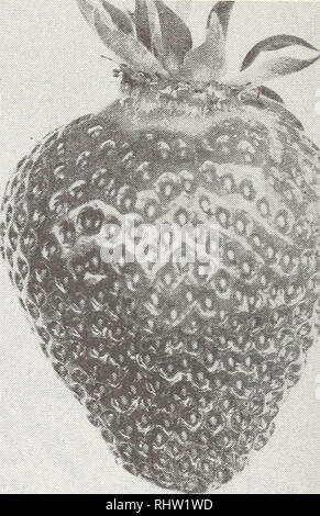. Berry 1972 livre : Rayner bros. ^^ ;(6^te TRÈS GRANDE POUR NEW ENGLAND STATES Empire est un autre fruit de l'évolution de la fin de l'État de New York Experiment Station. Ainsi, il est bien adapté pour les états du nord où c'est un bon compagnon de mi-saison de Catskill. Les rendements sont bons, et il a suffisamment de gel et la résistance à l'hiver pour être un producteur très fiable. Empire est un}^ especiall berry attrayant car il a un très brillant, rouge moyen et d'une amende bouchon vert. Le Berry est quelque peu allongé et de forme irrégulière. La taille est grand, et cette taille résiste bien pour l'ensemble de la cueillette s Banque D'Images