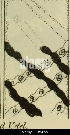 . Berichte der Deutschen Botanische Gesellschaft. La botanique, la botanique. . Veuillez noter que ces images sont extraites de la page numérisée des images qui peuvent avoir été retouchées numériquement pour plus de lisibilité - coloration et l'aspect de ces illustrations ne peut pas parfaitement ressembler à l'œuvre originale.. Deutsche Botanische Gesellschaft. Berlin : Gebrüder Borntraeger Banque D'Images