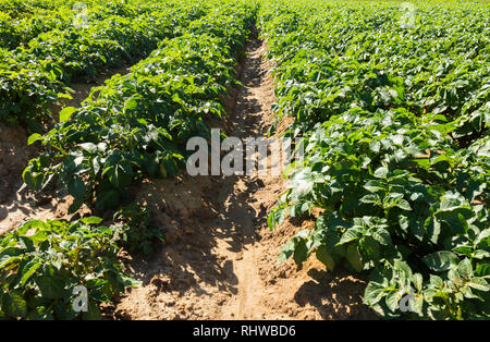 Grand champ de pommes de terre avec des plantes de pomme de terre plantés en rangées droites de nice Banque D'Images