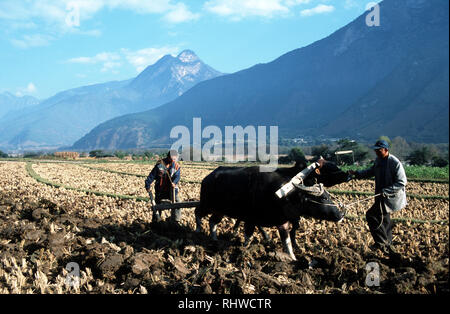 Les agriculteurs labourant la terre avec des boeufs près de la première courbe de la rivière Yangtze. La rivière est mis à flot avec un grand barrage du tigre bondissant prévue pour Banque D'Images