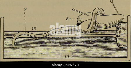 . Fondements de la Botanique. La botanique. ROOTS 57. Fig. 26. - Un "Sprouting Bean poussant son Root-Tip Windsor en mercure. s, semence ; r, racine ; w, la couche d'eau ; m, mercure. à un bouchon de liège qui est attachée à l'abeille et de mélange de résine sur le côté d'un petit creux ou de panoramique en verre ou en terre cuite vernissée. L'huile est remplie d'une demi-pouce ou plus avec le mercure, et sur le dessus du mercure est une couche d'eau. L'ensemble est étroitement couvert par un grand gobelet ou une cloche de verre. Permettre à l'appareil de se tenir debout un- til la racine a forcé son chemin vers le bas dans le mercure. Exécutez ensuite une fine aiguille dans la racine où il Banque D'Images