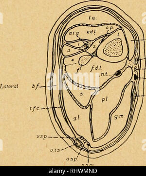 . Bensley l'anatomie de la pratique du lapin : un laboratoire primaire text-book dans l'anatomie des mammifères. Les Lapins -- Anatomie. 282 ANATOMIE DU LAPIN dans la préparation de la dissection musculaire de la jambe, l'in- sertion des tendons du biceps femoris, tensor fasciae cruris, gracilis, et le semimembranosus muscles devraient être retirés de sur le genou. L'adductor magnus peuvent être détachés de la face interne du condyle du fémur, mais la veine poplitée navires doivent être conservés intacts. Les vaisseaux sanguins superficiels de la jambe doit être noté, puisqu'il est nécessaire de les effacer en séparant les muscl Banque D'Images