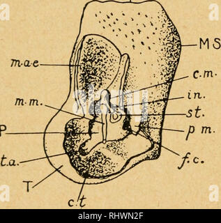 . Bensley l'anatomie de la pratique du lapin : un laboratoire primaire text-book dans l'anatomie des mammifères. Les Lapins -- Anatomie. 18G ANATOMIE DU LAPIN m-so. stylomastoid foramen se trouve entre ce dernier et le méat acoustique externe. La partie petrous, comme vu de sa face interne, est à peu près de forme oblongue ; elle est placée en oblique par rapport à la basi- basisphenoid et occipitale. Le parafloccular posterodorsal poplité occupe sa partie, et s'étend dans la substance de l'os, formant une dépression beaucoup plus grande que ce qui est indiqué par le diamètre de son pourtour. La marge dorsale connexes de Banque D'Images