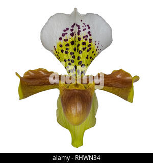 Lady Slipper orchid orchidaceae Banque D'Images