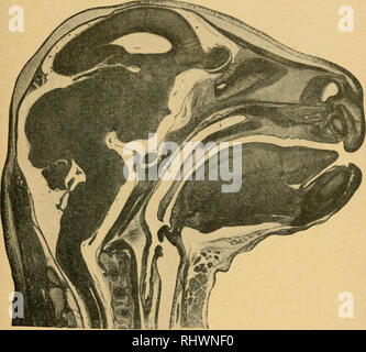. Bensley l'anatomie de la pratique du lapin : un laboratoire primaire text-book dans l'anatomie des mammifères. Les Lapins -- Anatomie. II UNE MÉDIANE SECTION VERTICALE DE LA TÊTE 143. Veuillez noter que ces images sont extraites de la page numérisée des images qui peuvent avoir été retouchées numériquement pour plus de lisibilité - coloration et l'aspect de ces illustrations ne peut pas parfaitement ressembler à l'œuvre originale.. Bensley, B. A. (Benjamin Arthur), 1875-1934 ; Craigie, E. Horne (Edward Horne), 1894-. Philadephie : Blakiston Banque D'Images