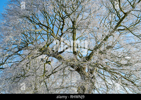 Fagus sylvatica. Givre couvrant un beech tree en janvier. Près de Burford, Oxfordshire, Angleterre frontière Gloucestershire Banque D'Images