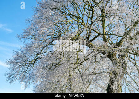 Fagus sylvatica. Givre couvrant un beech tree en janvier. Près de Burford, Oxfordshire, Angleterre frontière Gloucestershire Banque D'Images