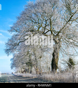 Fagus sylvatica. Givre couvrant un beech tree en janvier. Près de Burford, Oxfordshire, Angleterre frontière Gloucestershire Banque D'Images