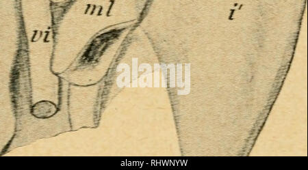 . Bensley l'anatomie de la pratique du lapin : un laboratoire primaire text-book dans l'anatomie des mammifères. Les Lapins -- Anatomie. L'APPAREIL RESPIRATOIRE 105 le cœur, les poumons d'être élargi latéralement dans les cavités pleurales. En plus de la valeur comptable de l'air sur l'olfactif, sensorielle, les surfaces d'autres fonctions- accessoire plus étroitement liée à la respira- tion sont le réchauffement de l'air et l'élimination de particules de matières étrangères, qui sont tous deux exécutés par les muqueuses du nez, y compris celui de l'turbinated les surfaces. Le seul vrai fonctions de l'appareil respiratoire Banque D'Images