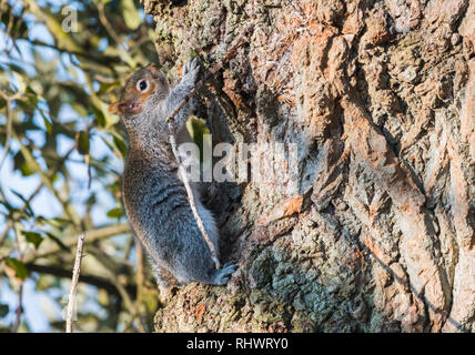 L'Écureuil gris (Sciurus carolinensis) monter un tronc d'arbre en hiver dans le West Sussex, Angleterre, Royaume-Uni. Banque D'Images