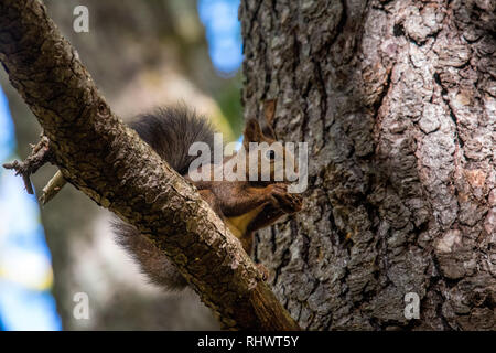 Un écureuil alimentation dans le cœur sauvage de Hokkaido Banque D'Images