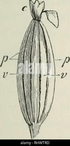 . Beknopt leerboek der plantkunde voor Nederlandsch-Indië. Les plantes. Fig. 102. Opengesprougen Hauwvruchten.. Veuillez noter que ces images sont extraites de la page numérisée des images qui peuvent avoir été retouchées numériquement pour plus de lisibilité - coloration et l'aspect de ces illustrations ne peut pas parfaitement ressembler à l'œuvre originale.. Kamerling, Z. (Zeno), 1872-. Haarlem : H. D. Tjeenk Willink &AMP ; Zoon Banque D'Images