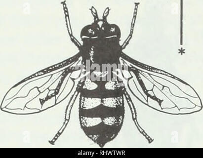 . Insectes et acariens. Les acariens parasites, insectes. 16. La figure 12. Syrphe UN. Une larve). B) des profils. sous les pommiers. Au début de l'été Amblyseius fallacis suit le mouvement de la tétranyque à deux jusqu'à l'apple tree canopy. Une fois dans l'auvent, Amblyseius fallacis se nourrit de toutes les espèces d'acariens ravageurs (le tétranyque rouge et les phytoptes apple, ainsi que l'twospotted). Les programmes de gestion de l'appel de début de saison, les pulvérisations d'huile pour contrôler le tétranyque rouge (ainsi que la cochenille de San José et Apple les pucerons) lorsque nécessaire. Ils recommandent que les pulvérisations d'huile être discon Banque D'Images