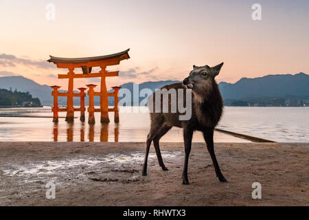 Itsukushima est célèbre pour le sanctuaire d'Itsukushima, Site du patrimoine mondial de l'UNESCO. Selon les dossiers, le sanctuaire a été créé dans le temps d'EMPRES Banque D'Images