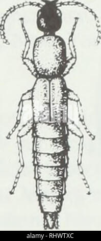 . Insectes et acariens. Les acariens parasites, insectes. La figure 11. A) Un zabre, Carabidae. B) Un staphylin, Staphylinidae. la surface du sol. De nombreuses espèces sont nocturnes (actifs la nuit) et qu'elles ne sont pas aussi apparente que d'autres ennemis naturels. Certaines des plus grandes espèces de carabes peuvent être trouvés dans les arbres, où ils se nourrissent de divers parasites, y compris caterpillar, la livrée des larves à houppes, spongieuse et larves (voir la Figure). Les carabes et les Staphylins, avec des araignées, les prédateurs sont les plus communs trouvés dans de nombreuses cultures. Fleur, syrphes, o Banque D'Images