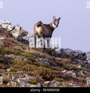 Un mignon bébé chamois watchs ce qui continue dans le dos Banque D'Images